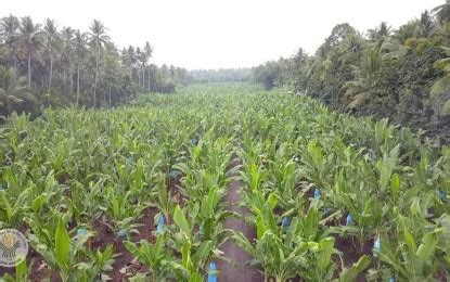 list of banana plantation in davao city|Mindanao Banana Farmers and Exporters Association, Inc..